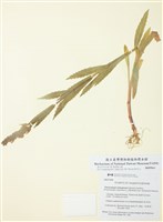 藏品(雷氏囊萼花)的圖片